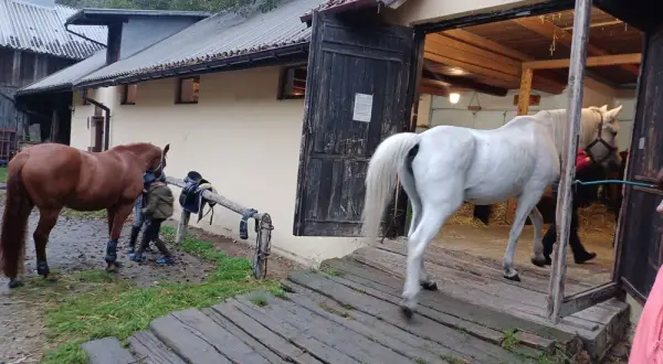 Stadnina koni Stary Młyn - najlepsze miejsce na jazdę konną w Polsce