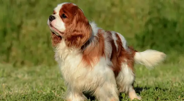 Uroczy cavalier king charles spaniel na trawie. Te psy żyją średnio 10-14 lat, ciesząc się życiem u boku rodziny.