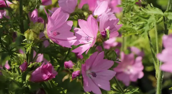 Zarte rosa Blüten der Moschus-Malve entfalten sich im Sonnenlicht, umgeben von grünem Laub.