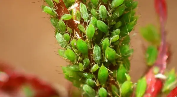 Un ramo di pianta infestato da numerosi afidi verdi.