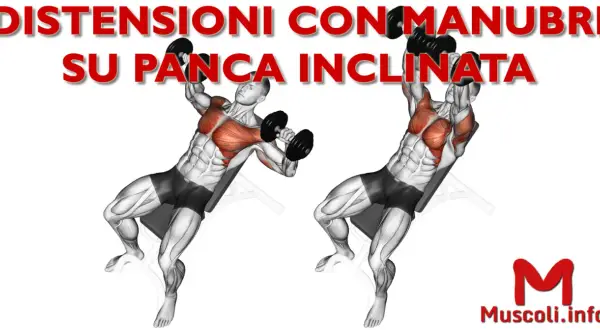 Uomo esegue distensioni con manubri su panca inclinata, evidenziando i muscoli pettorali e deltoidi anteriori.