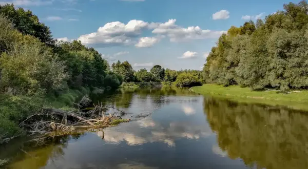 Spokojny nurt rzeki Bug odbija błękitne niebo z białymi chmurami. Bujna zieleń drzew i zwalone konary tworzą malowniczy krajobraz.