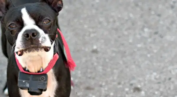 Boston Terrier z kamerą na obroży. Czy obroża elektryczna jest legalna w Polsce? To pytanie nurtuje wielu właścicieli psów.