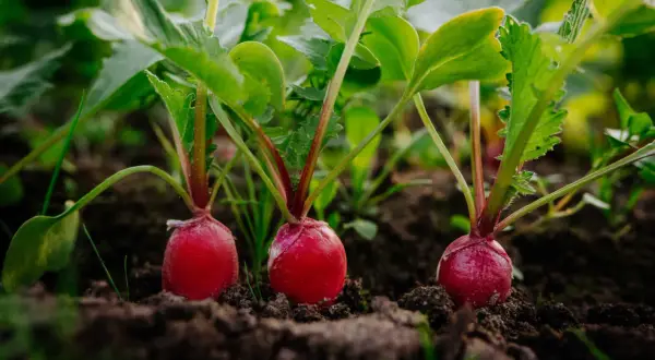 Drei rote Radieschen wachsen im Boden. Bald ist Zeit, wann Radieschen ernten, um sie frisch zu genießen.