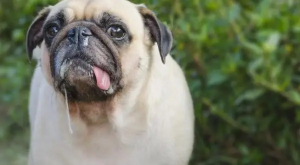 Mi perro tiene mocos y respira mal. Este carlino tiene la lengua fuera y babas cayendo.