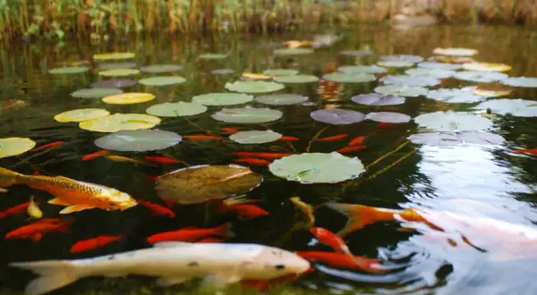 Un bassin paisible avec des nénuphars et de nombreux poissons rouges, dont un grand poisson omnivore doré, nagent dans l'eau claire.