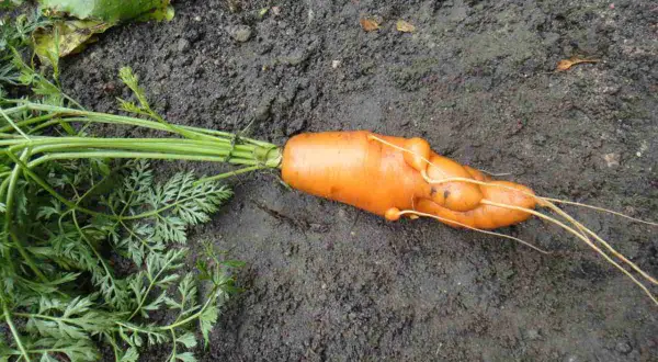 Pomarańczowa marchewka z bulwami, pokazująca, jak wyglądają nicienie w glebie, uszkadzając korzeń.