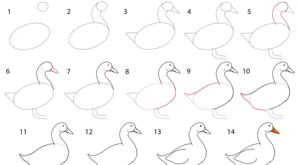 Instrucciones paso a paso para dibujar un pato. Aprende a crear tu propio pato para dibujar con esta guía visual.