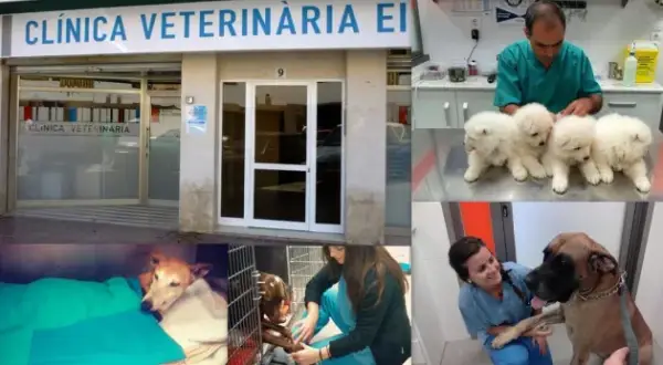 Veterinario Yepes: Servicios de calidad y atención personalizada para tu mascota