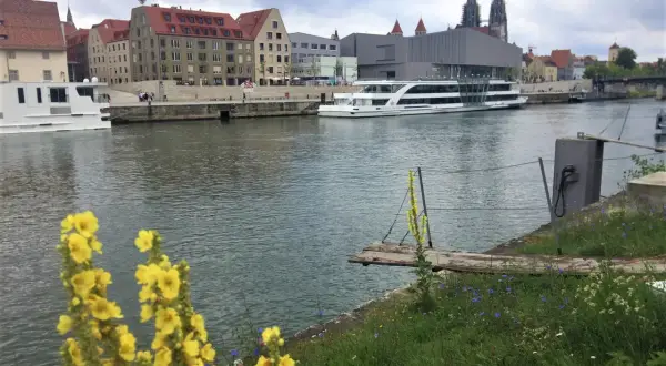 Schiff auf der Donau vor Regensburgs Highlights: historische Gebäude, Domtürme und blühende Wiesen.