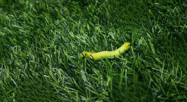 Oruga verde brillante sobre césped artificial. Un problema que requiere insecticida para césped artificial.