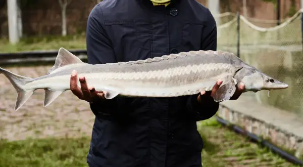 Un homme tient un esturgeon beluga, un poisson préhistorique aux plaques osseuses distinctives.