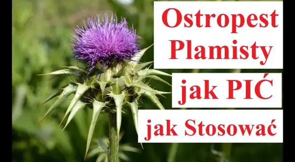 Ostropest: Jak zażywać skutecznie i bezpiecznie? Poradnik