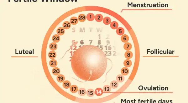 Cykl menstruacyjny: dni płodne po okresie zaczynają się po fazie folikularnej, kulminacja to owulacja.