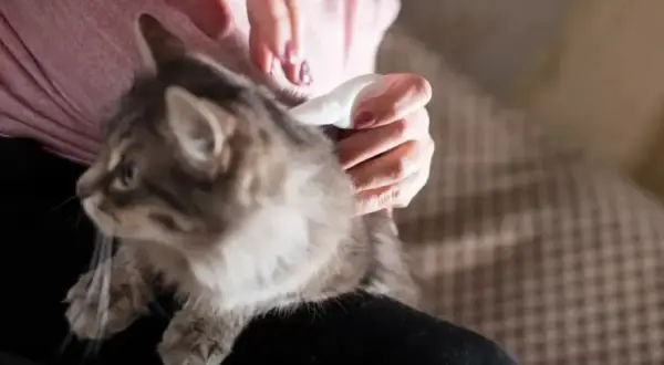 Persona aplica tratamiento para piojos en gatos.