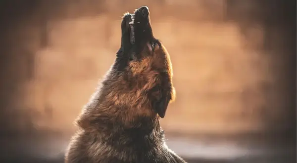Un perro pastor alemán aúlla hacia el cielo, quizás preguntándose porque aúllan los perros. Su pelaje se ilumina con la luz del atardecer.