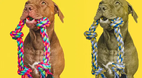 Two dogs, one brown and one grey, chew on colorful ropes. This image hints at how dogs see the world, focusing on textures and movement.