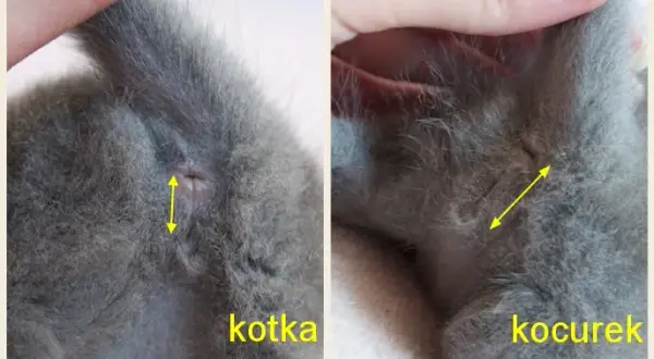 Jak rozpoznać płeć kota? Pewne metody, nawet u kociaka!