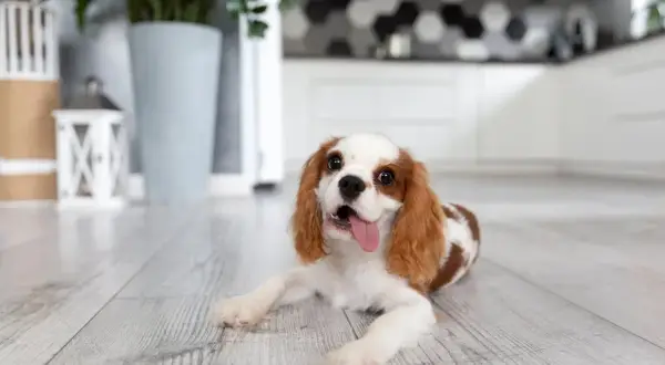 Szczeniak Cavalier King Charles Spaniel leży na drewnianej podłodze, z językiem na zewnątrz.