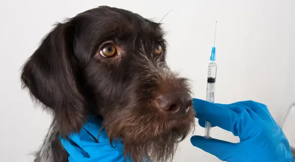 A brown dog looks nervously at a syringe held by a gloved hand, hinting at potential leptospirosis vaccine side effects.