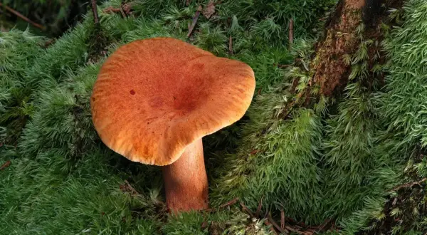 Pomarańczowy rydz wyrasta z gęstego mchu. To znak, że rosną rydze, idealne na jesienny obiad.
