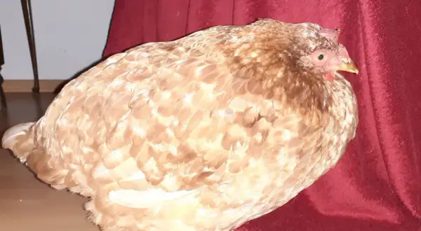 Ein Huhn mit auffällig vollem Kropf, möglicherweise eine Kropfverstopfung, sitzt auf einem roten Stoff.