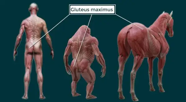 Descubre el músculo más grande: Glúteo mayor, tu motor oculto