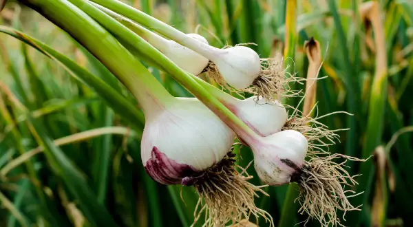 Frisch geernteter Knoblauch aus dem Supermarkt pflanzen, mit Wurzeln und grünen Stielen, bereit für den Anbau.