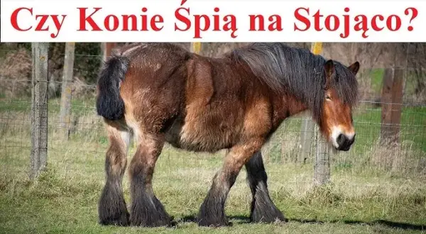 Czy konie śpią na stojąco? Odkryj tajemnice ich snu i bezpieczeństwa