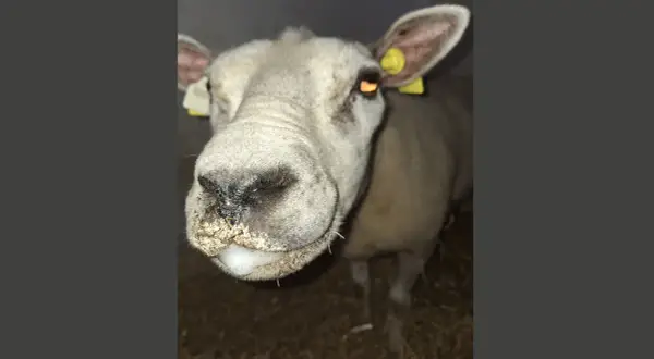 Får med smutsig nos och en liten skumklump vid munnen, som nästan ser ut som en blå tunga.