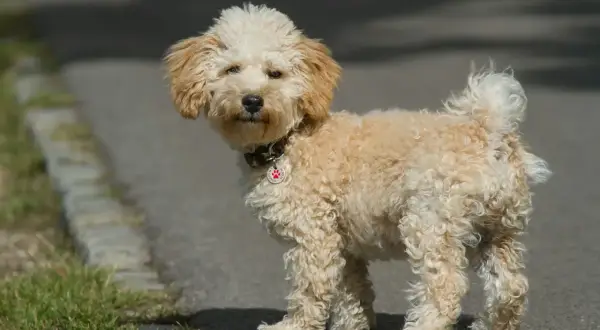 Uroczy, dorosły pies maltipoo z kręconą, kremową sierścią stoi na chodniku, patrząc w stronę obiektywu.