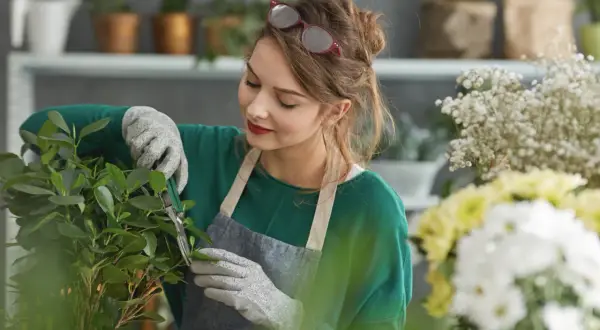 Młoda florystka w fartuchu przycina rośliny. Zastanawiasz się, ile zarabia florysta?
