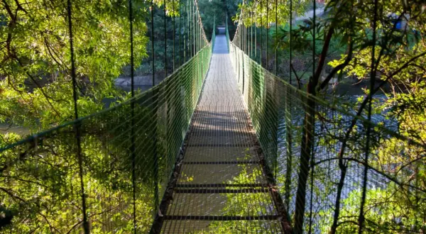 Un puente colgante de Noia se adentra en un bosque frondoso, con el agua reflejando la luz entre los árboles.