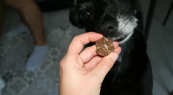 Czarny piesek z zaciekawieniem wącha przysmak w kształcie łapki. Czy pies może jeść wątróbkę? To pytanie nurtuje wielu właścicieli.