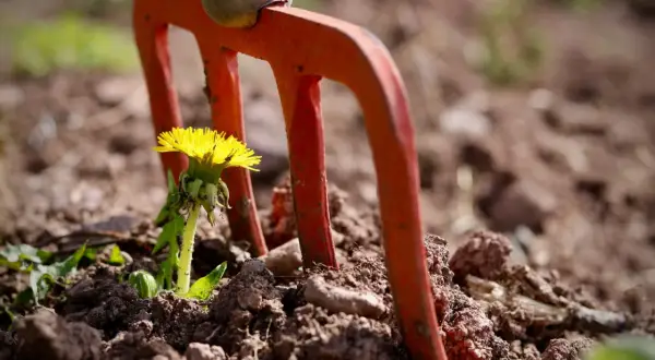 Pomarańczowe zęby grabi stoją obok kwitnącego mniszka. To domowy sposób na chwasty, zanim zdążą się rozprzestrzenić.