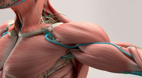 Anatomia człowieka: mięśnie, naczynia krwionośne i limfatyczne. Zrozumienie, czym jest powięź, pomaga docenić złożoność ciała.