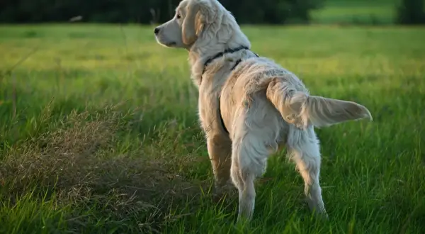 Złoty retriever na łące, zastanawia się, dlaczego pies goni ogon.