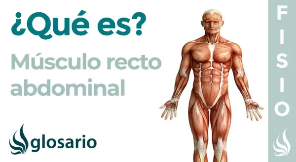 Todo sobre el músculo recto del abdomen: anatomía, funciones y ejercicios