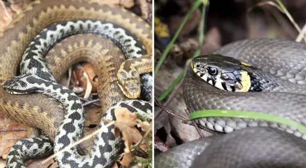 Två ormar i skogen: en huggorm med sitt karaktäristiska sicksackmönster och en snok med gul krage.