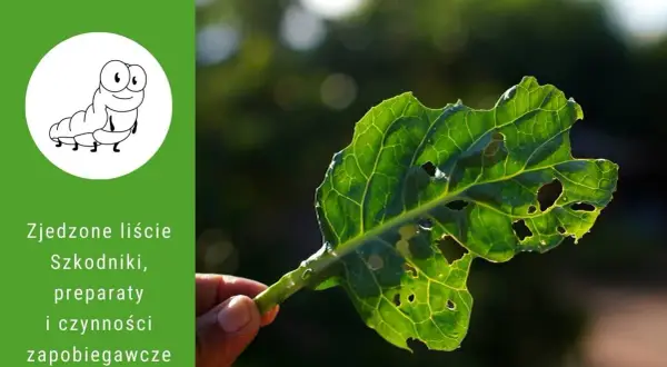 Zjedzone liście roślin ogrodowych z dziurami, spowodowane przez szkodniki. Na zielonym tle rysunek gąsienicy i tekst o szkodnikach.