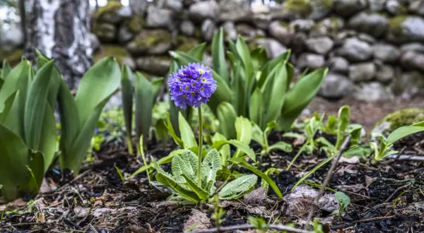 En lila aprilblomma reser sig stolt bland gröna blad och en stenmur i bakgrunden.