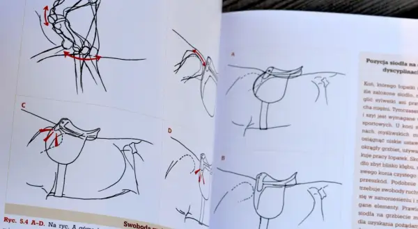 Ilustracje pokazują, jak dopasować siodło do konia, analizując ruch łopatek.