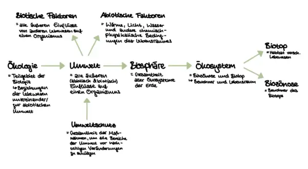 Schema zeigt ökologische Begriffe. Abiotische Faktoren wie Wasser beeinflussen die Umwelt.