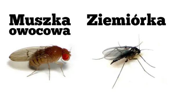 Ziemiórka, ciemna i smukła, kontrastuje z brązową muszką owocową. Zobacz, jak wyglądają ziemiórki.