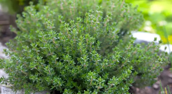 Ein dichter, grüner Thymianbusch im Garten. Der ideale thymian standort ist sonnig und gut durchlässig, damit er üppig wächst.