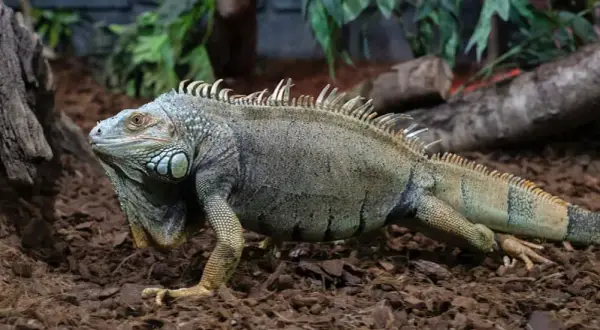 Jak zmniejszyć wilgotność w terrarium i uratować rośliny oraz zwierzęta