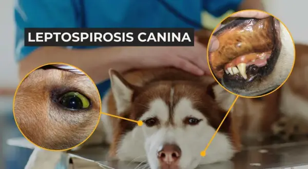 Perro con ictericia y encías oscuras, síntomas de leptospirosis canina.