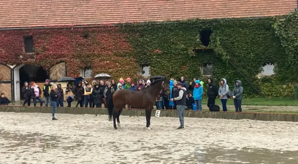 Pokaz konia i ludzi na ujeżdżalni przed budynkiem pokrytym bluszczem.