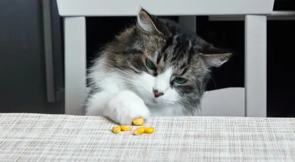 Czy koty mogą jeść popcorn? Dowiedz się, dlaczego to niebezpieczne