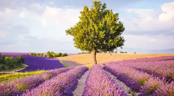 Ett ensamt träd står stolt i en böljande lavendelängd nära Aix-en-Provence.